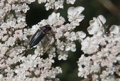 Romanophora verecunda