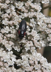 Romanophora verecunda