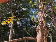 Trichocentrum yucatanense