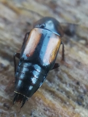 Tachinus subterraneus