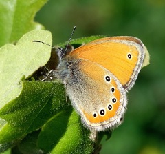 Coenonympha leander