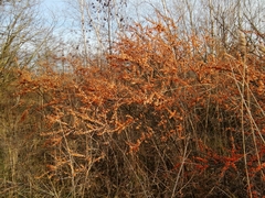 Hippophae rhamnoides