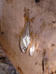 Roeboides bouchellei