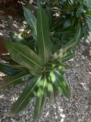 Codiaeum variegatum