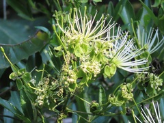 Maerua juncea crustata