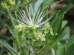 Maerua juncea crustata