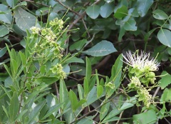 Maerua juncea crustata