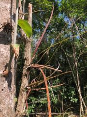 Trichocentrum yucatanense