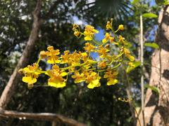 Trichocentrum yucatanense