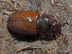 Bodilopsis rufa