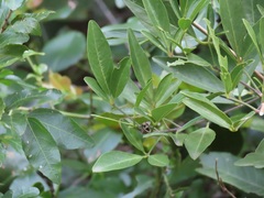Maerua juncea crustata