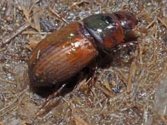 Bodilopsis rufa