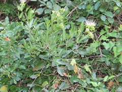 Maerua juncea crustata