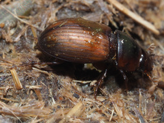 Bodilopsis rufa