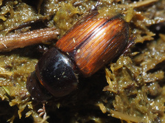 Bodilopsis rufa