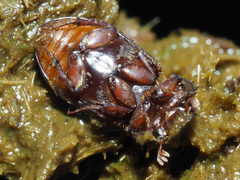 Bodilopsis rufa