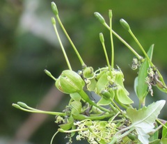 Maerua juncea crustata