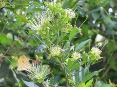 Maerua juncea crustata