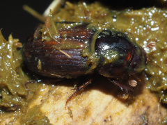 Bodilopsis rufa