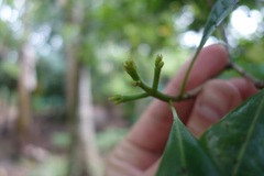 Syzygium aromaticum