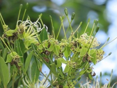 Maerua juncea crustata