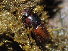 Bodilopsis rufa