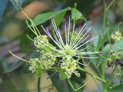 Maerua juncea crustata