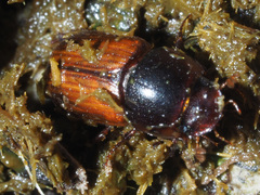 Bodilopsis rufa