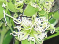 Maerua juncea crustata