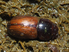 Bodilopsis rufa