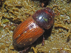 Bodilopsis rufa