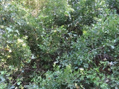 Maerua juncea crustata