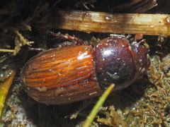 Bodilopsis rufa
