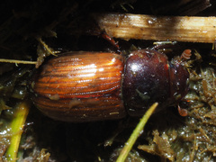 Bodilopsis rufa