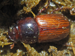 Bodilopsis rufa