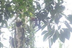 Garcinia gummi-gutta