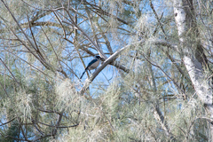 Aphelocoma californica