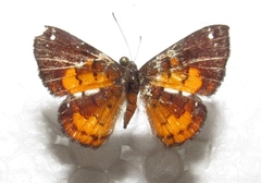 Parvospila cilissa