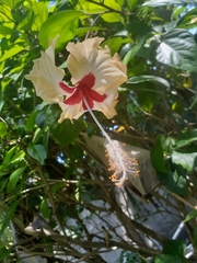 Hibiscus