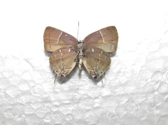 Tmolus mutina