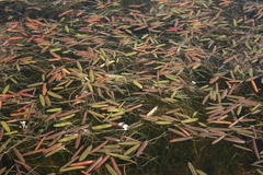 Sagittaria natans