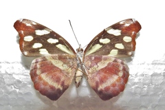 Catonephele mexicana