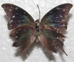 Memphis pithyusa