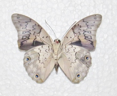 Prepona laertes octavia