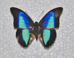 Prepona laertes octavia