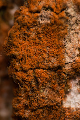 Trentepohlia umbrina