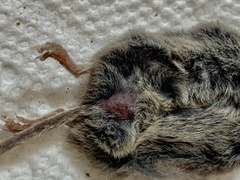 Notiosorex crawfordi