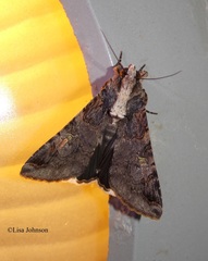 Melipotis famelica