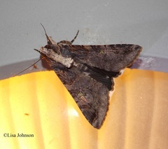 Melipotis famelica