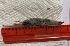 Notiosorex crawfordi